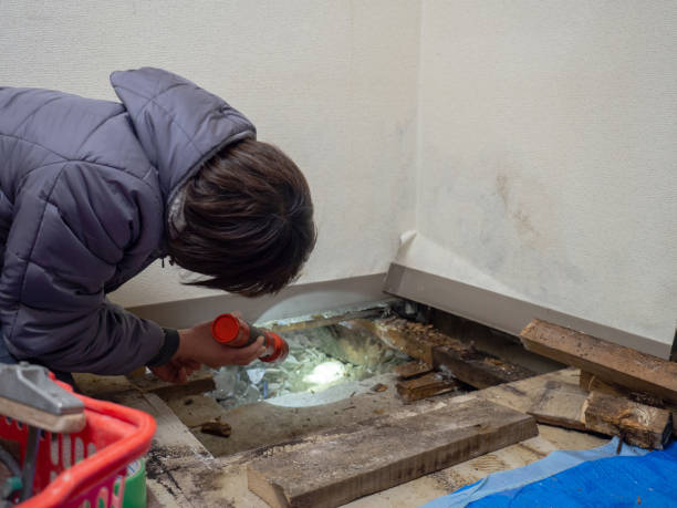 Best Real Estate Mold Inspection  in Moapa Valley, NV