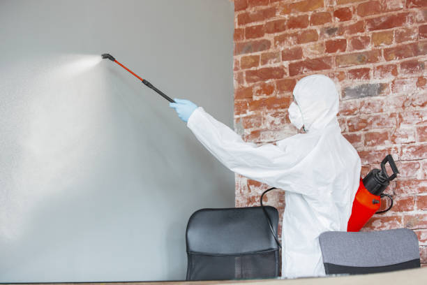 Best Mold Odor Removal Services  in Moapa Valley, NV