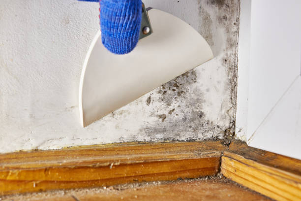 Best Water Damage & Mold Remediation  in Moapa Valley, NV
